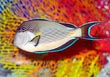 Sohal Tang Fish